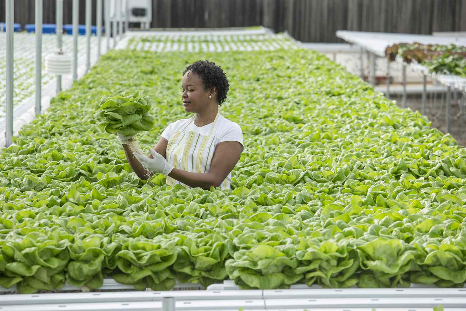 A farmer working with vegetables in a greenhouse.