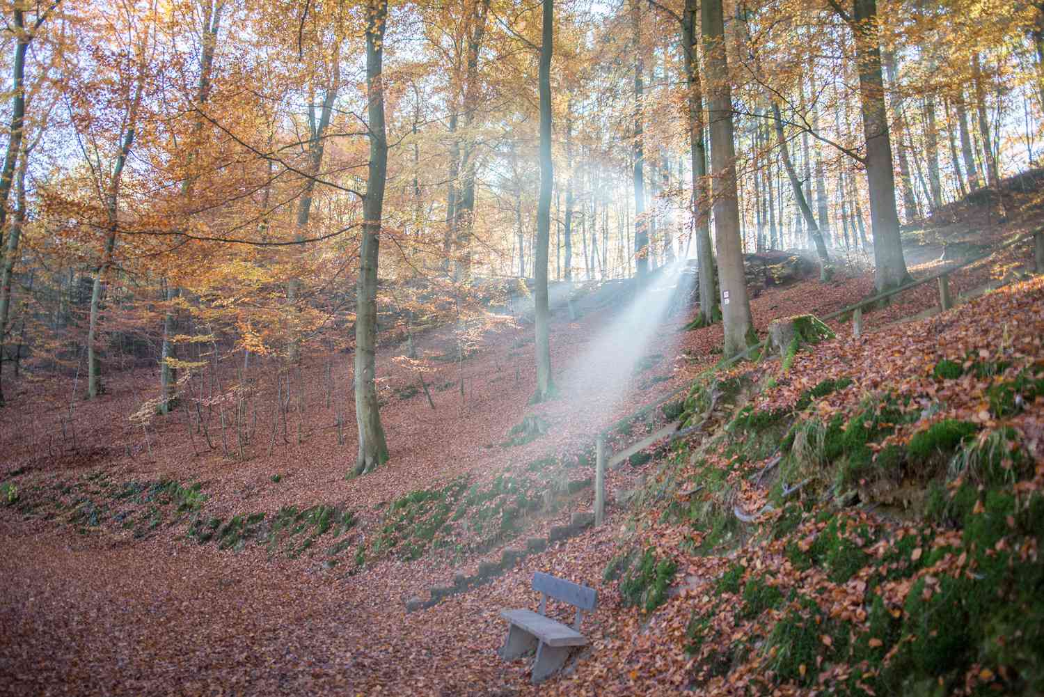 A sunbeam casts light upon an autumnal wooded scene in Mullerthall, Luxembourg