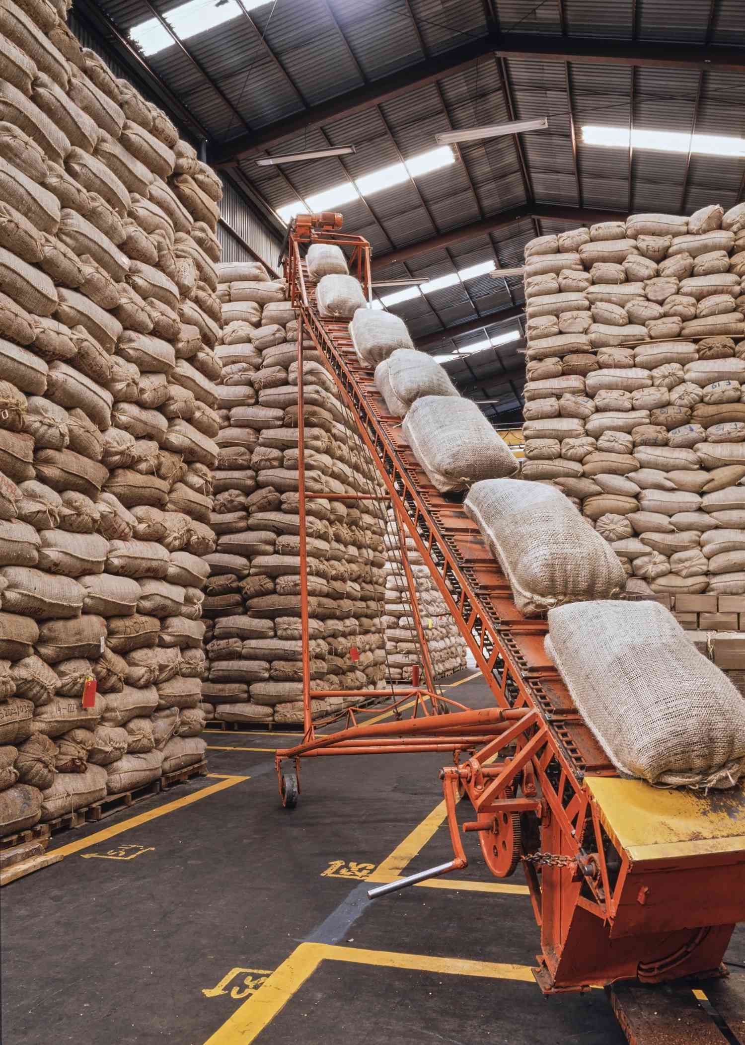 A portable incline conveyor belt moves large bags of grain to the top of a stack of product in a large grain storage warehouse.
