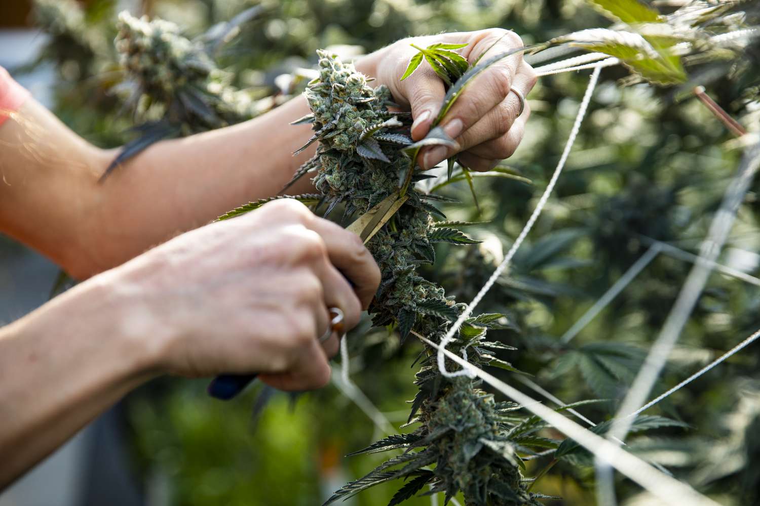 Person trimming a marijuana plant on a cannabis farm