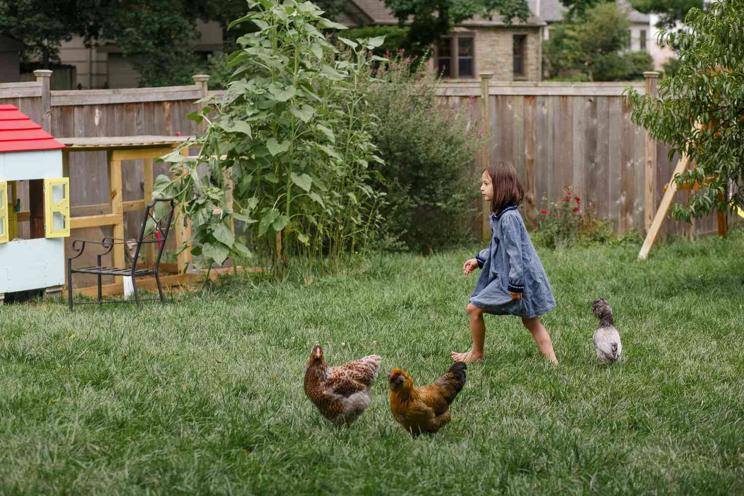 little girl walks barefoot through backyard with chickens