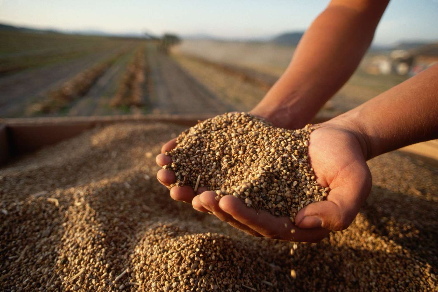 A farm worker scoops up a double handful of spinach seeds that will be packaged and sold to other growers.