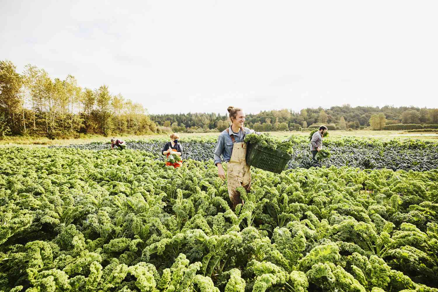 Farmers carrying baskets of kale in a kale field