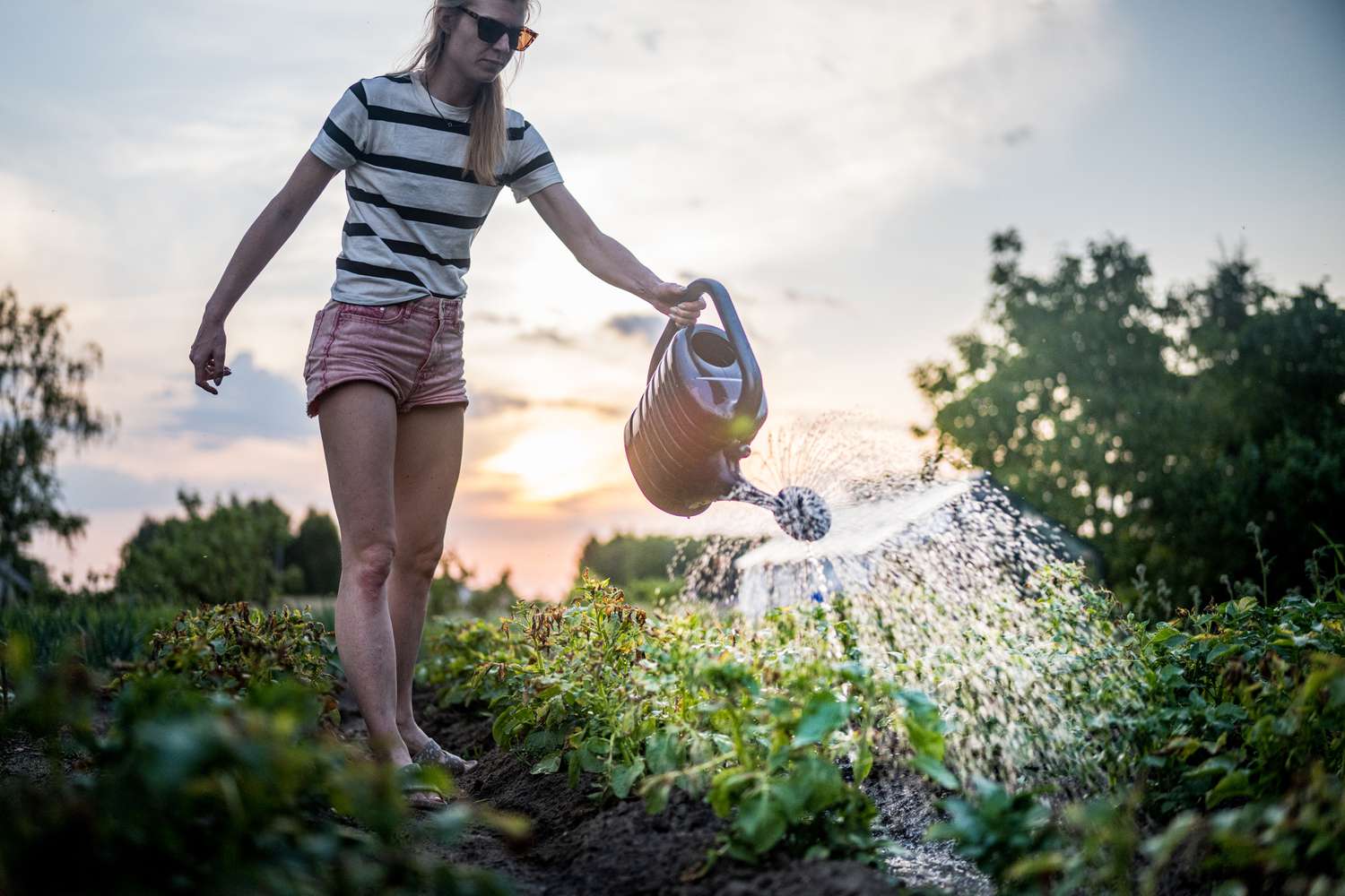A woman in shorts and sandals waters a row of vegetables, perhaps young squash, from a spouted watering can, while behind her the sun sets, partially occluded by rain-laden clouds.