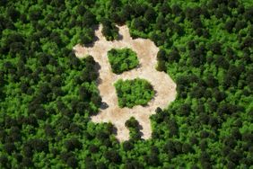 Bitcoin symbol cut out of a forest arial view. 