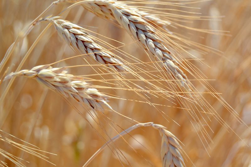 Ears of wheat in the field .