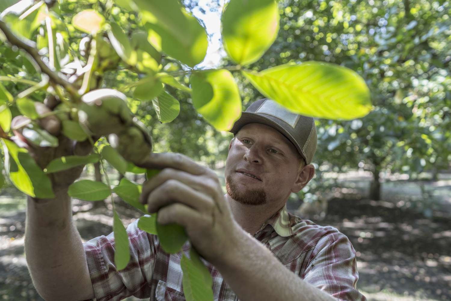 A person with a hat checking on a nut on a California tree.