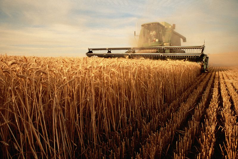 Wheat harvesting machine working in a wheat field.