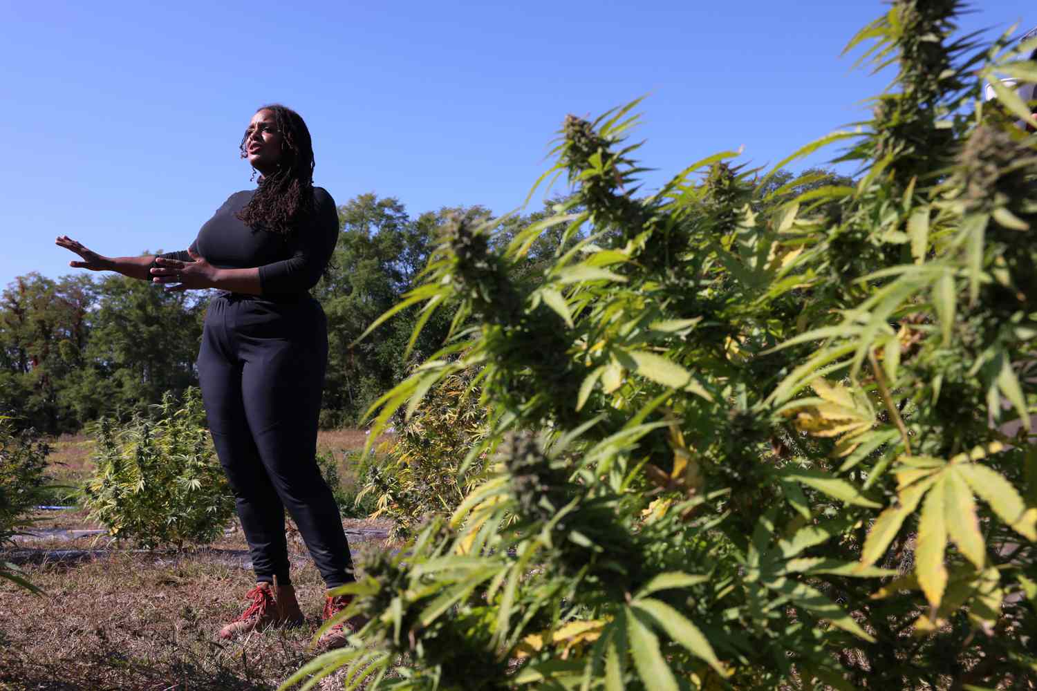 A woman standing in a field with marijuana plants as she explains something