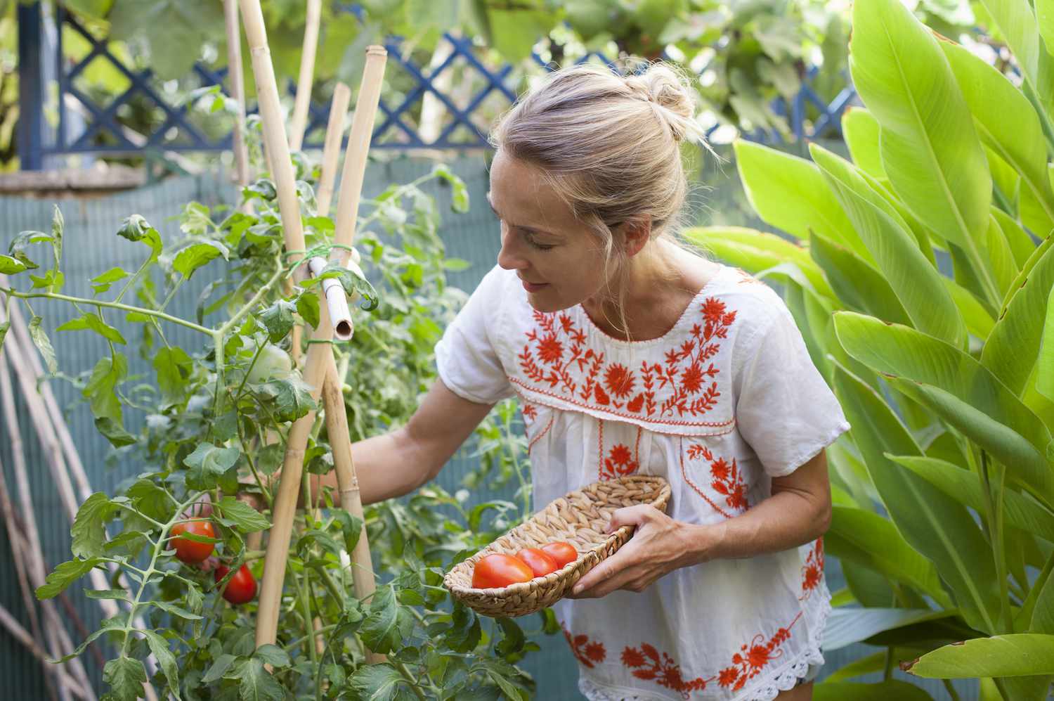 Woman harvesting tomatoes in her backyard. 