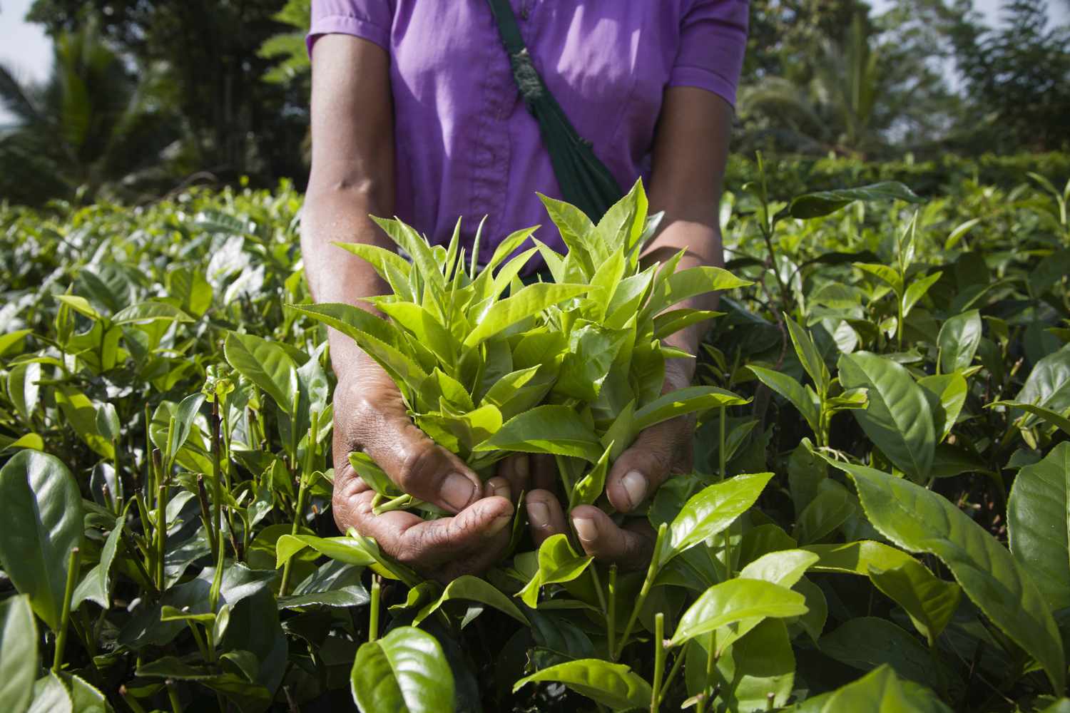 Agricultural worker with a handful of Fair Trade tea leaves in a tea field