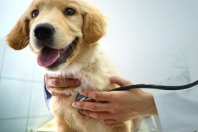 veterinarian's hand holding stethoscope to golden retriever puppy 