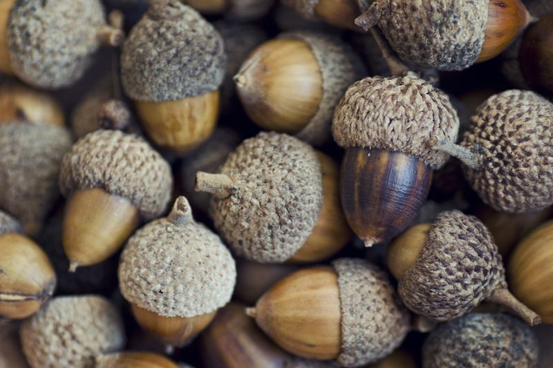 Acorns