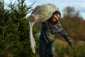A worker at a Christmas tree farm holds a tree