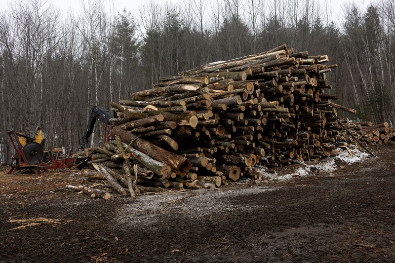 Logging of a patch of the White Mountain National Forest outside of Chatham, New Hampshire