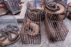 Illicit Endangered Wildlife Trade in Möng La, Shan, Myanmar