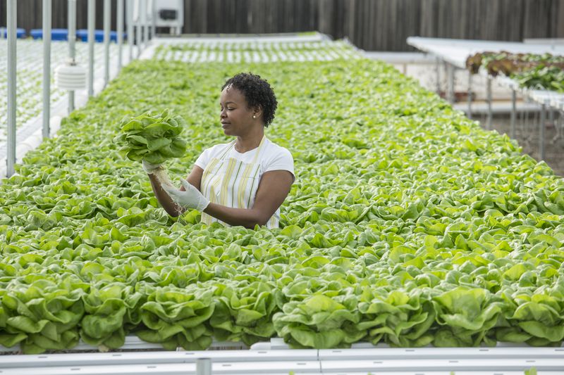 A farmer working with vegetables in a greenhouse.