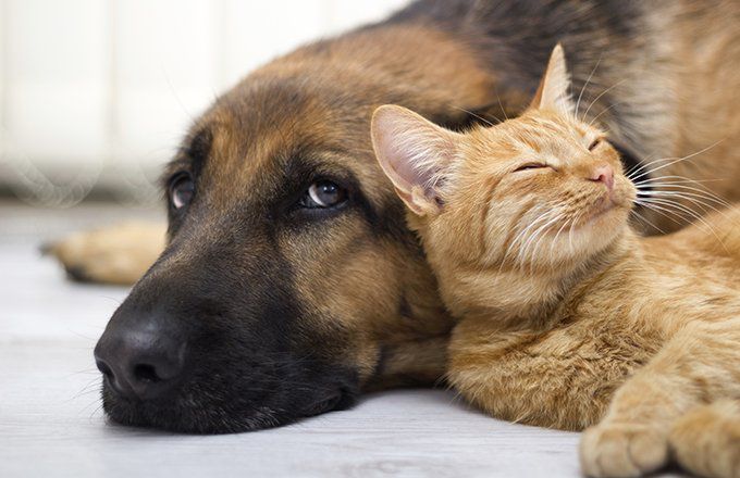 If you buy insurance for your pet, what will it cover – and what will you still have to pay for?