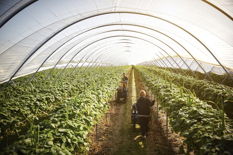 Two farm workers harvest strawberries