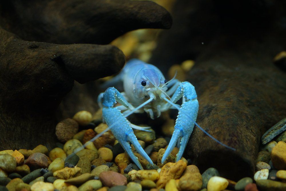Blue lobster