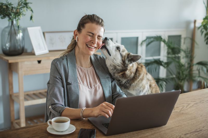 Woman working on her laptop, interrupted by her dog who licks her face.