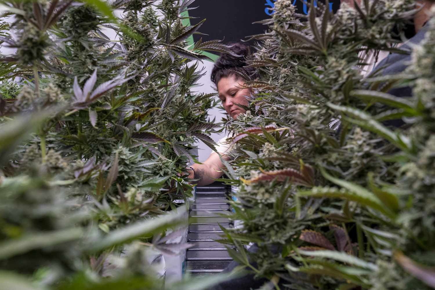 Farmer tending to marijuana plants